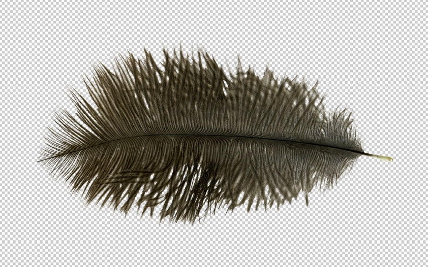 Source: http://raduluchian.com/resources/ostrich-feather/