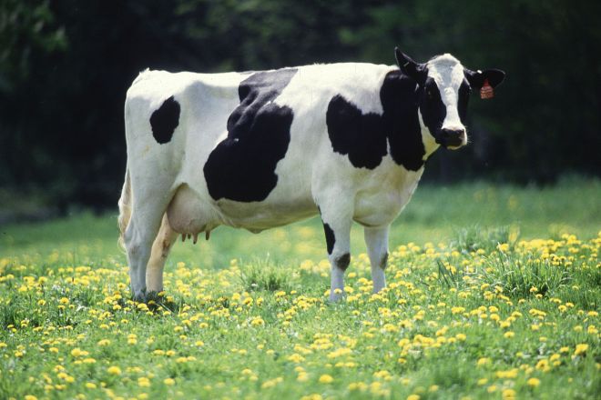 Actually, this is a dairy cow, not a meat cow. I try to stay educated.
